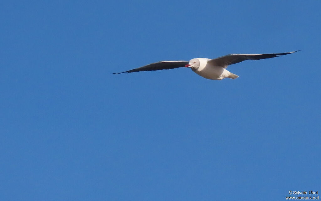 Mouette à tête griseadulte nuptial