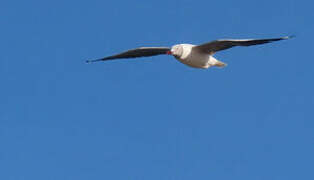 Grey-headed Gull