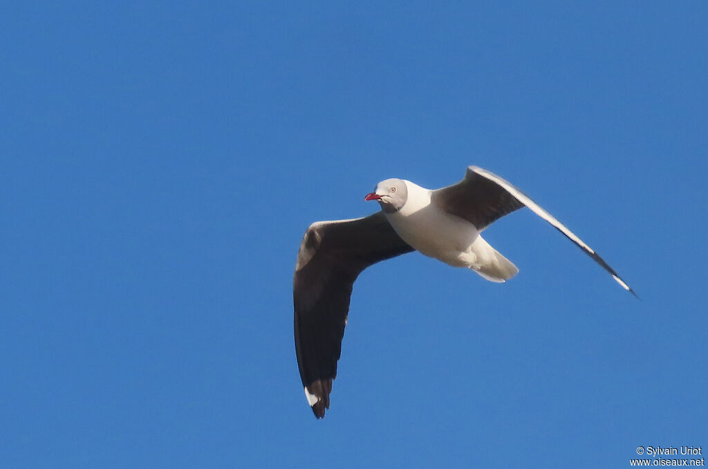 Mouette à tête griseadulte nuptial