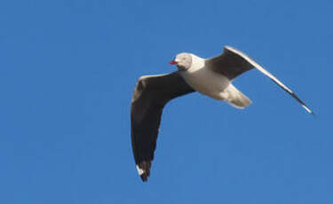 Mouette à tête grise