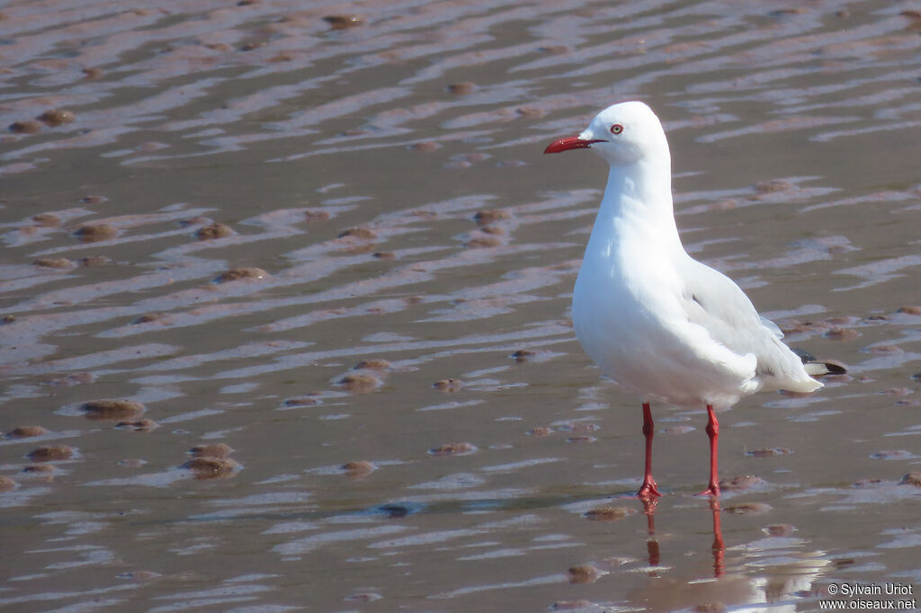 Grey-headed Gulladult post breeding