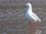 Mouette à tête grise