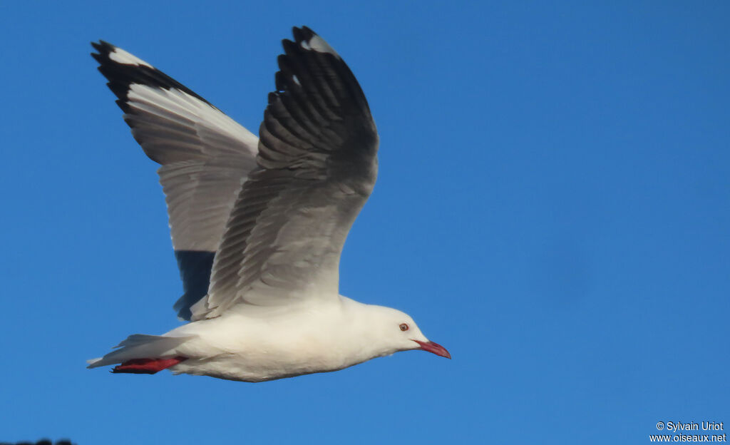 Mouette à tête griseadulte internuptial