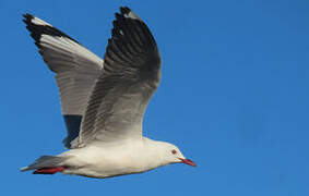 Grey-headed Gull