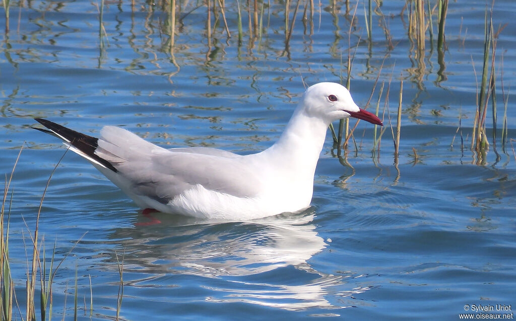 Mouette à tête griseadulte internuptial