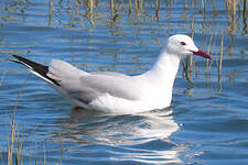 Mouette à tête grise