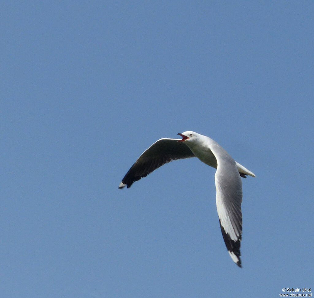 Mouette à tête griseadulte internuptial