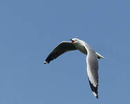 Mouette à tête grise