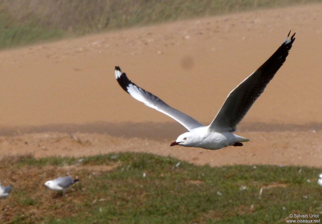 Grey-headed Gulladult post breeding