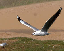 Mouette à tête grise