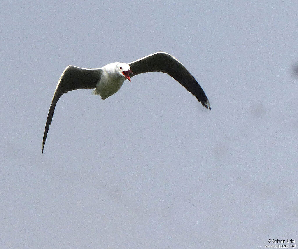 Mouette à tête grise