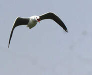 Mouette à tête grise