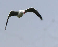 Grey-headed Gull