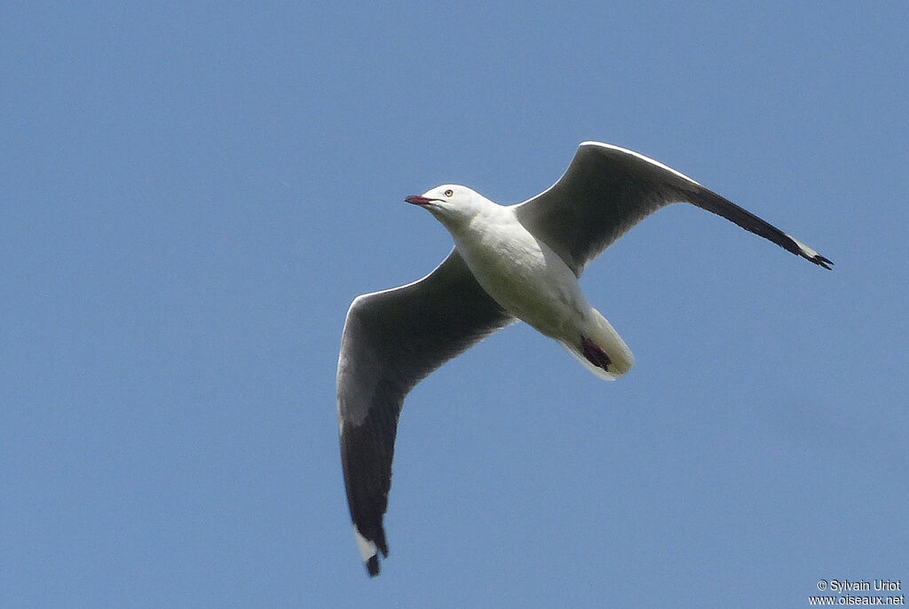 Mouette à tête grise