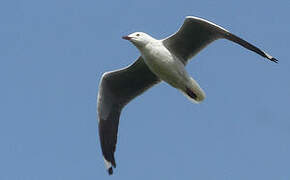 Grey-headed Gull