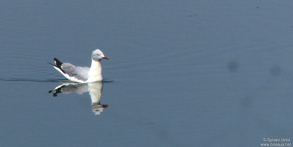 Mouette à tête griseadulte nuptial