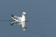 Mouette à tête grise