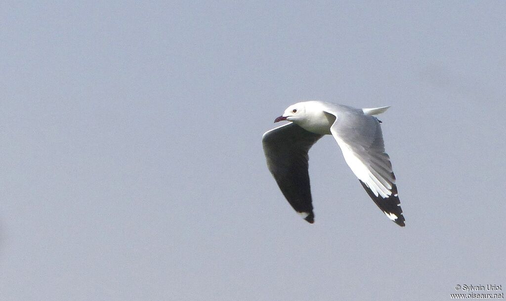 Mouette à tête griseadulte