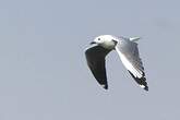 Mouette à tête grise