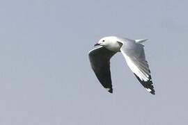 Grey-headed Gull