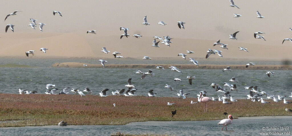 Grey-headed Gull