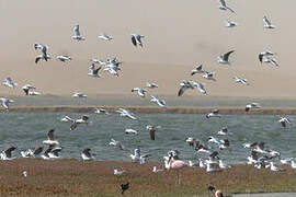 Grey-headed Gull