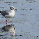 Mouette à tête grise