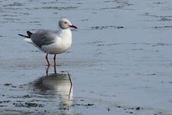 Mouette à tête grise