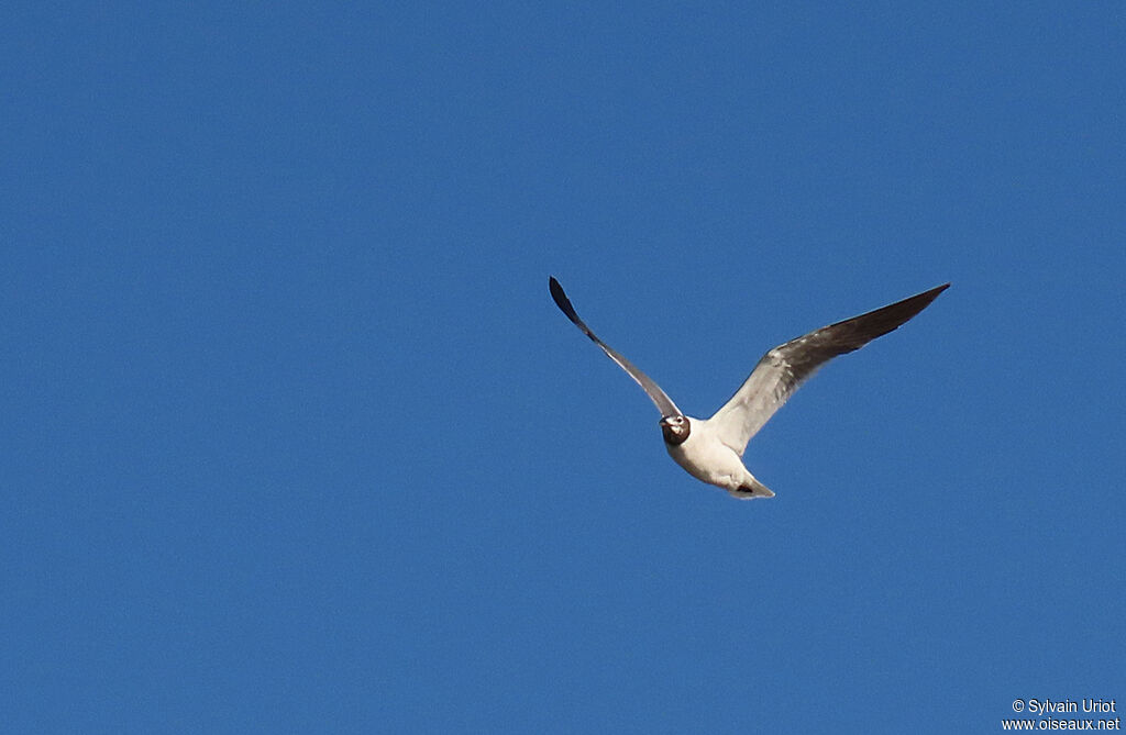 Mouette atricilleadulte transition