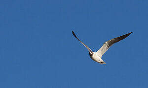 Laughing Gull