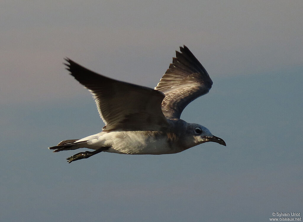 Mouette atricille1ère année