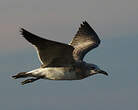 Mouette atricille