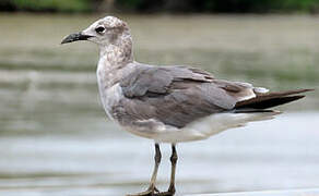 Laughing Gull