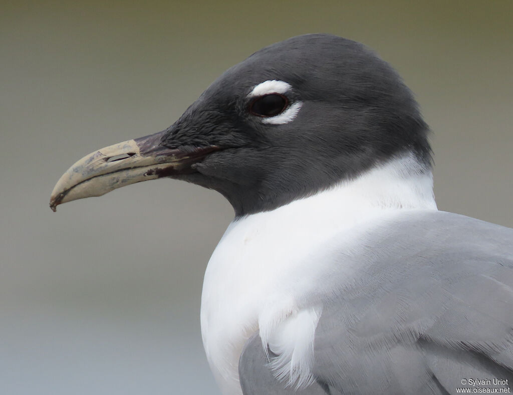 Mouette atricilleadulte nuptial