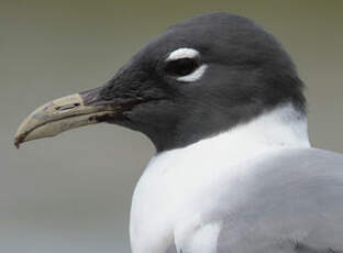 Mouette atricille