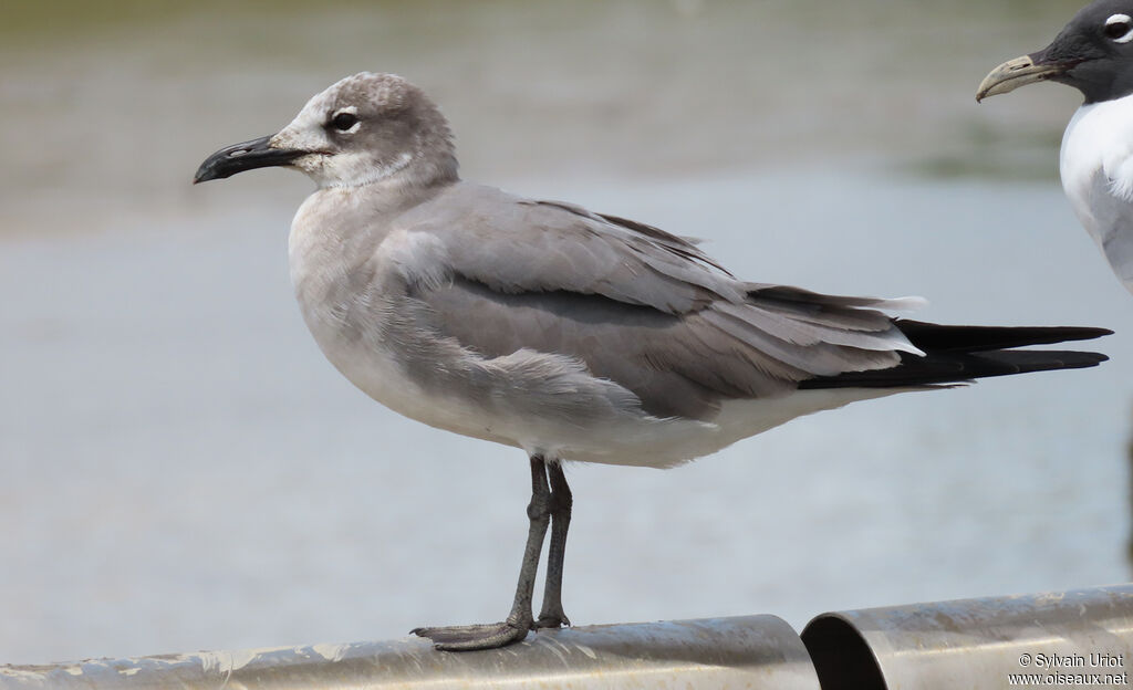 Mouette atricille2ème année