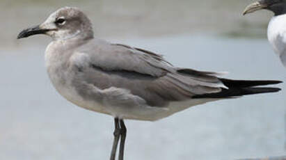 Mouette atricille