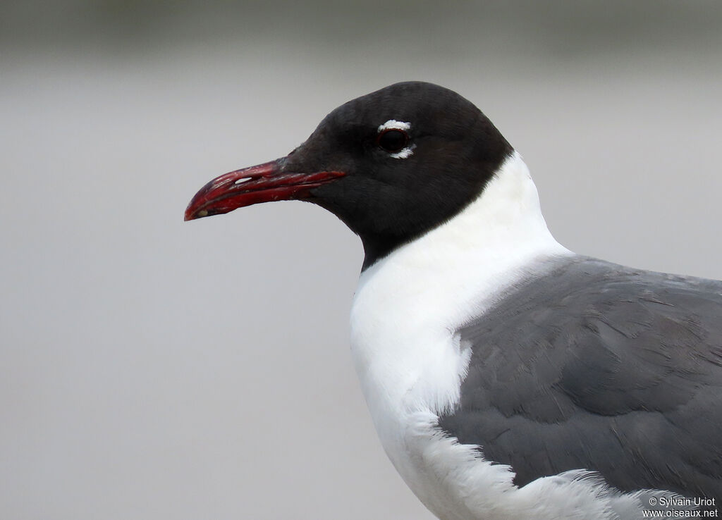 Mouette atricilleadulte nuptial