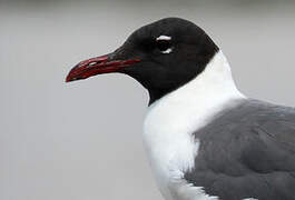 Laughing Gull