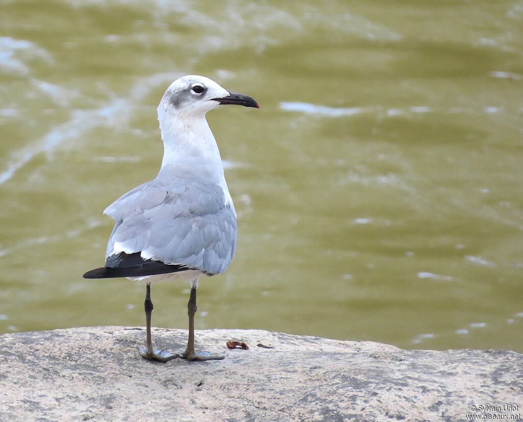 Mouette atricille2ème année