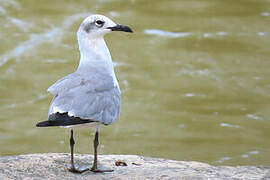 Mouette atricille