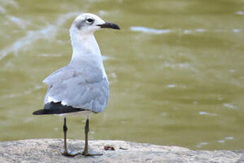 Mouette atricille