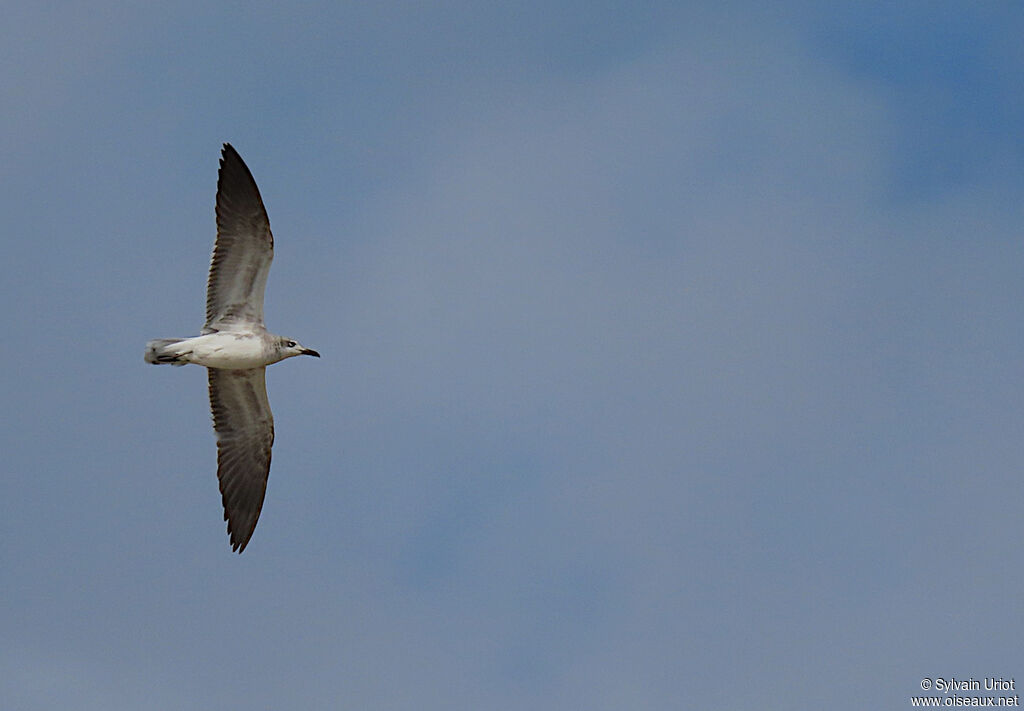 Mouette atricille1ère année