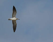 Mouette atricille