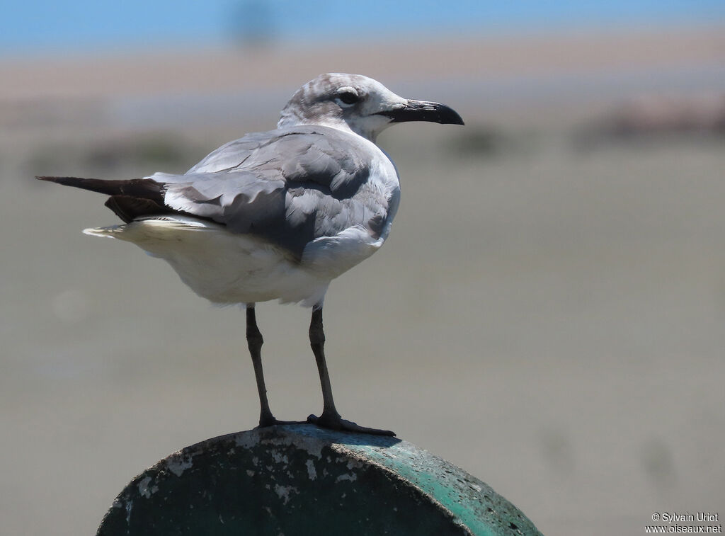 Mouette atricilleadulte internuptial