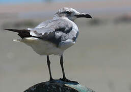 Laughing Gull