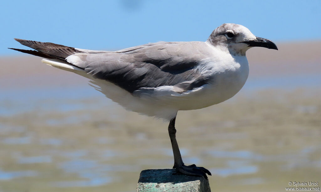 Mouette atricilleadulte internuptial