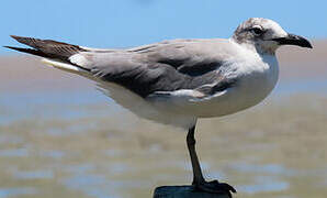 Laughing Gull