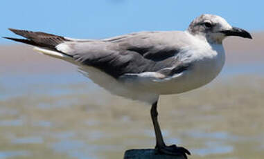 Mouette atricille