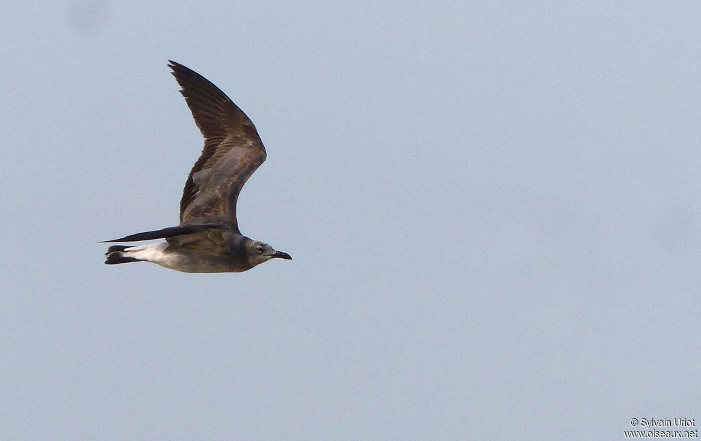 Mouette atricille1ère année